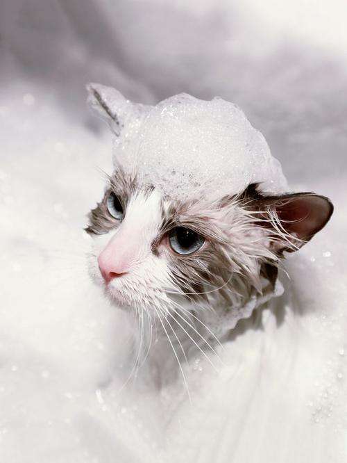 猫怕水如何洗澡 得让它先熟悉环境