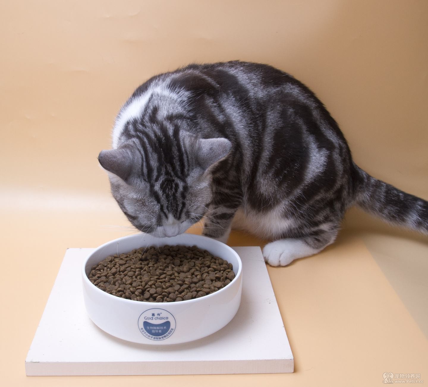 奶猫断奶 多大的小猫可以吃猫粮