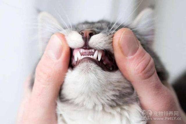 猫咪会换牙吗 猫换牙是从几个月开始